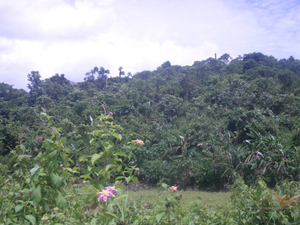 lushes greenery hill