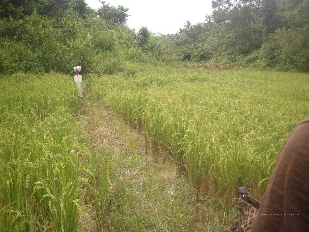 farmland