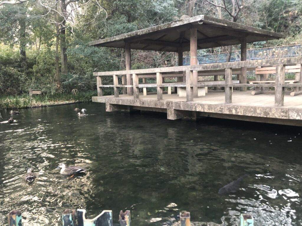 Japanese park with cottage. Clean spring pond water with ducks, koi, turtles, small fish and crayfish.
