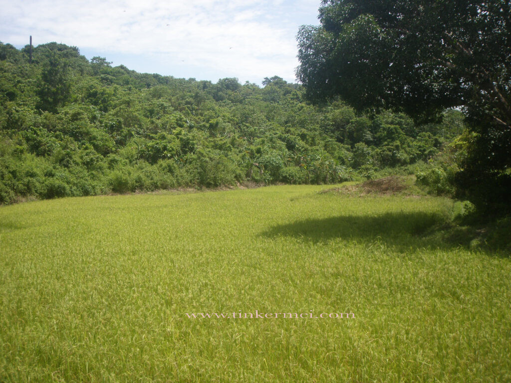 farmland